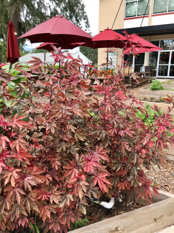 I first encountered Cranberry Hibiscus (Hibiscus acetosella) when I