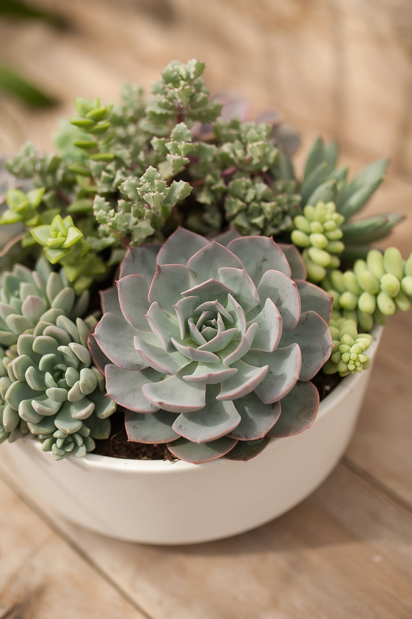THE ART OF SUCCULENTS