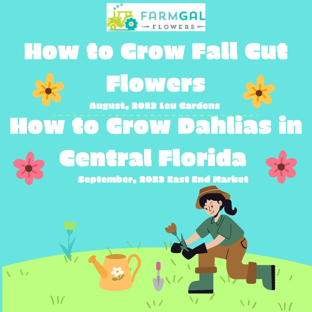 How to Grow Spring Cut Flowers in Central Florida