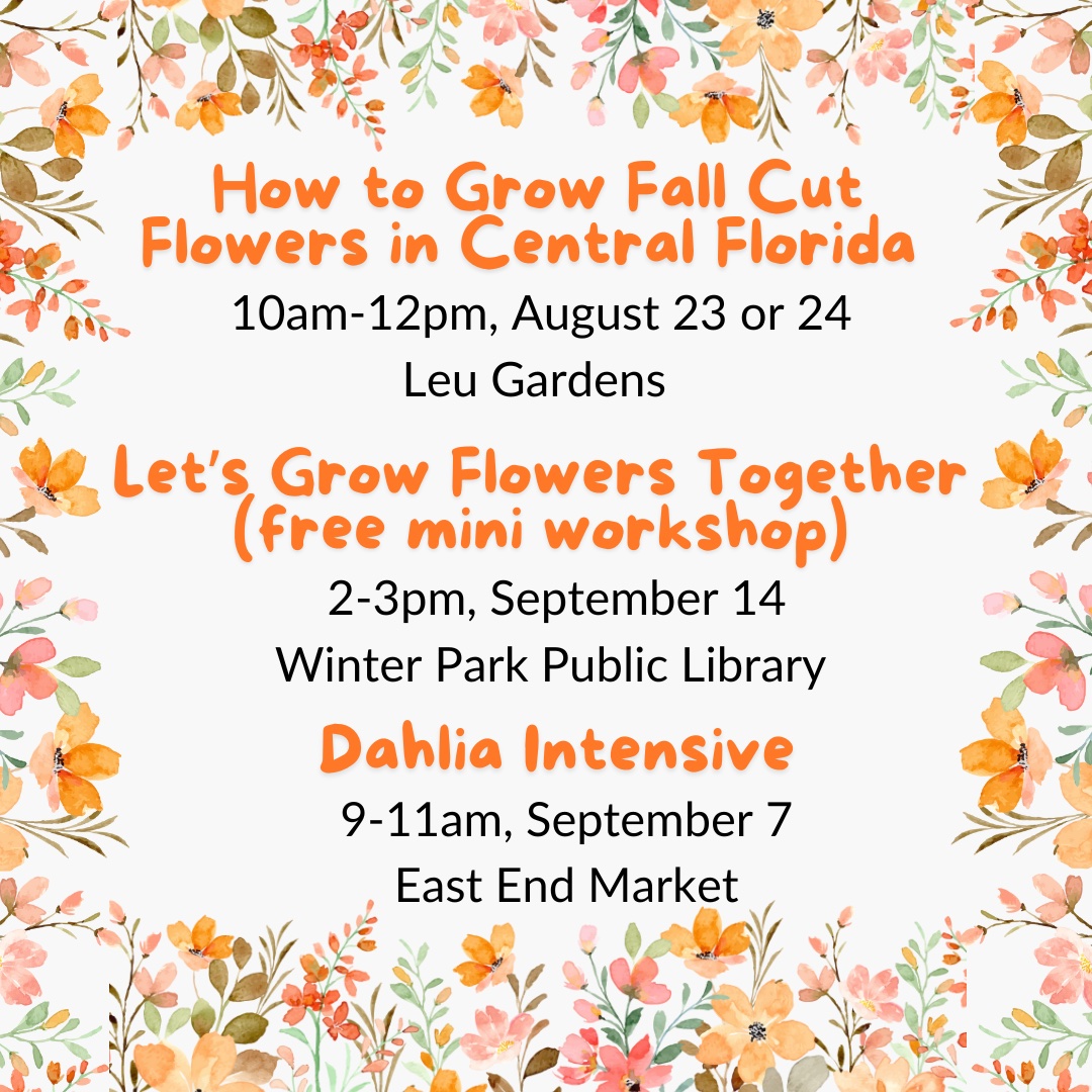 How to Grow Fall Cut Flowers in Central Florida