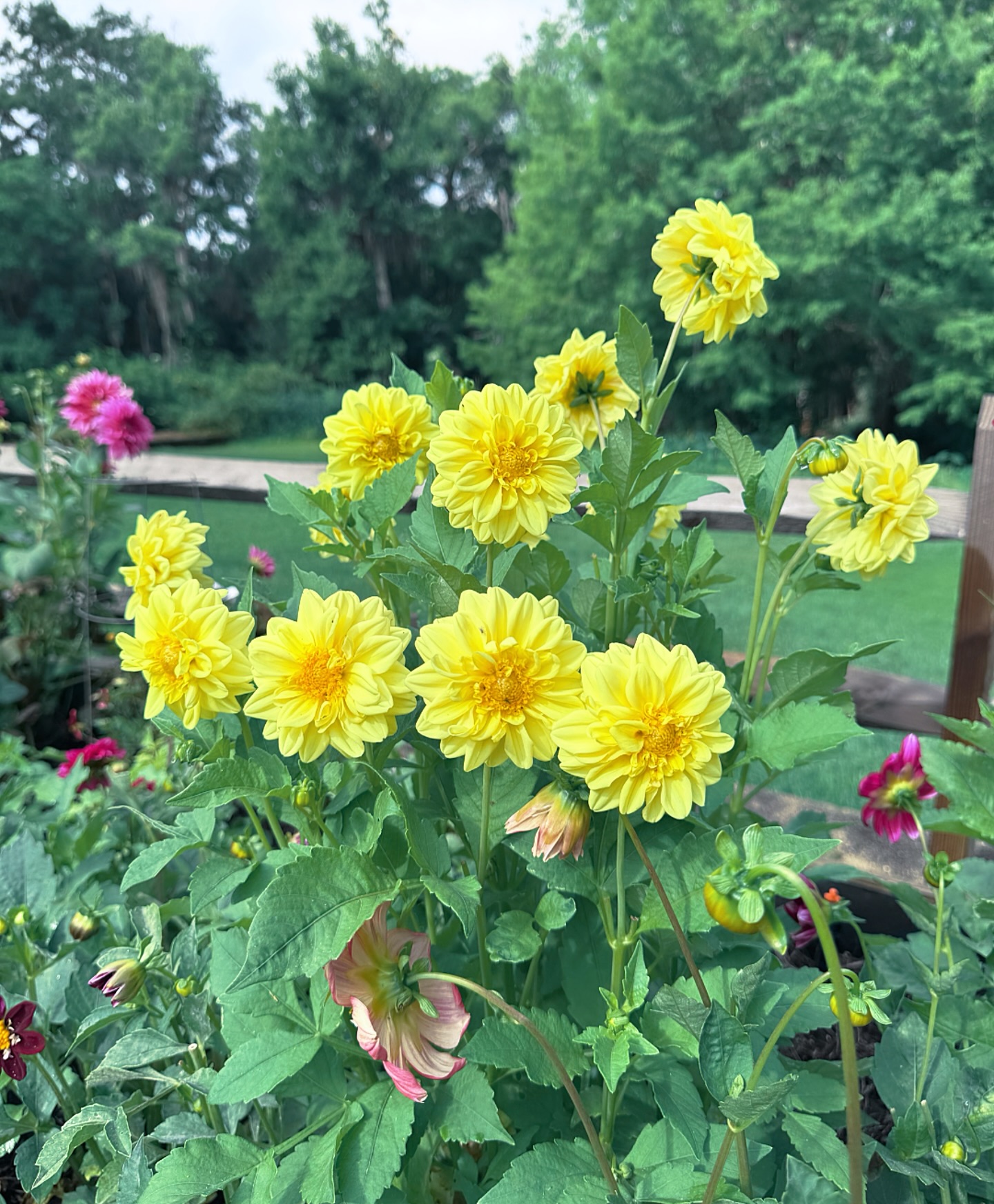 Sunshine in the garden πππ #yourflowerfriend #farmgalflowers #farmerflorist #locallygrown #zone10a #floridaflowers #slowflowerssociety #freshlycut #instaflower #gardensofinstagram #freshfromthegarden #dahlia #dahliasfordays #gardeninspiration #garden #gardenlove #freshlycut #growyourown #dahliasofinstagram