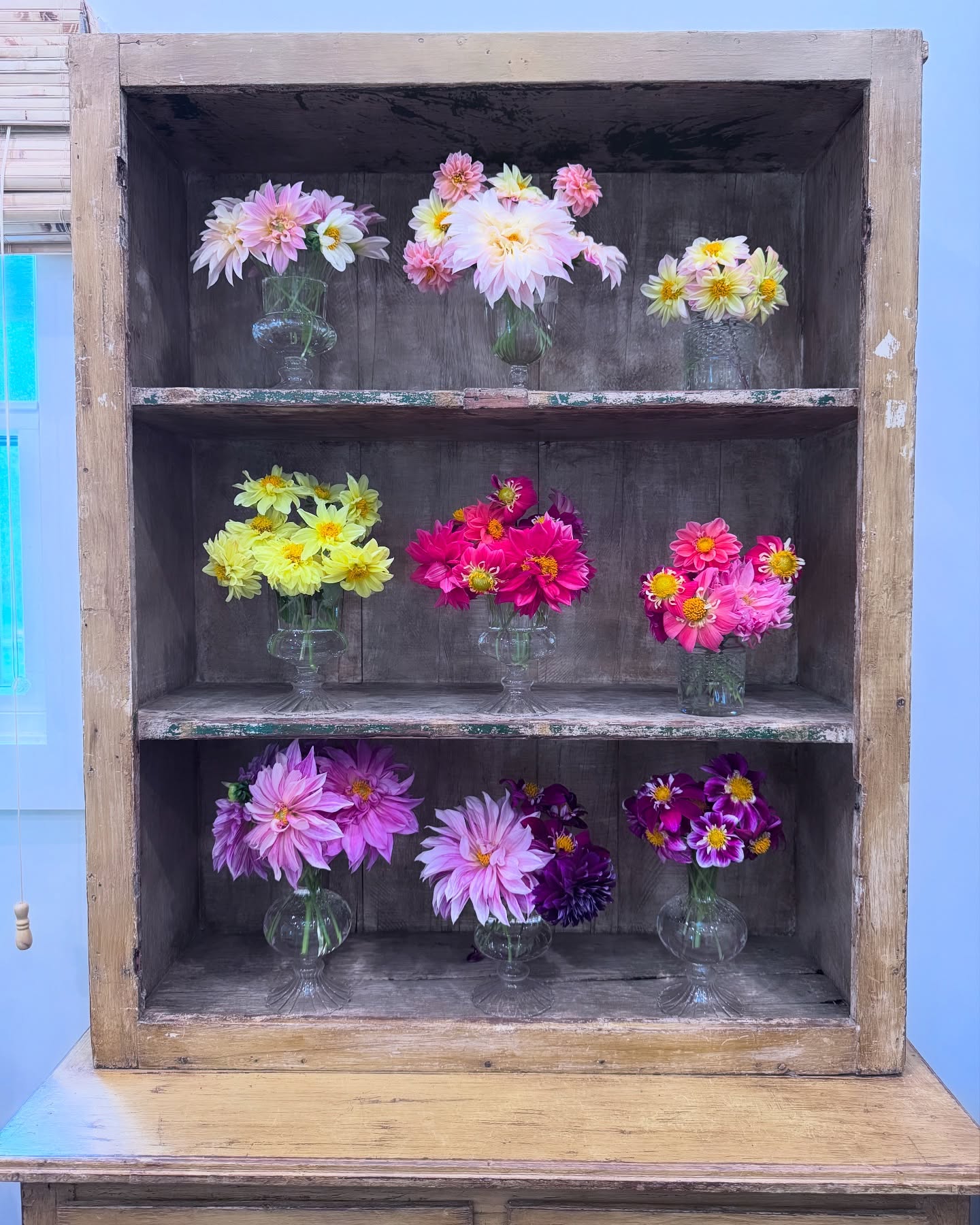 Dahlias in my studio π©·πβ€οΈπ#yourflowerfriend #farmgalflowers #farmerflorist #locallygrown #zone10a #floridaflowers #slowflowerssociety #flowerstudio #instaflower #gardensofinstagram #freshfromthegarden #dahlia #dahliasfordays #gardeninspiration #garden #gardenlove #freshlycut #growyourown #dahliasofinstagram