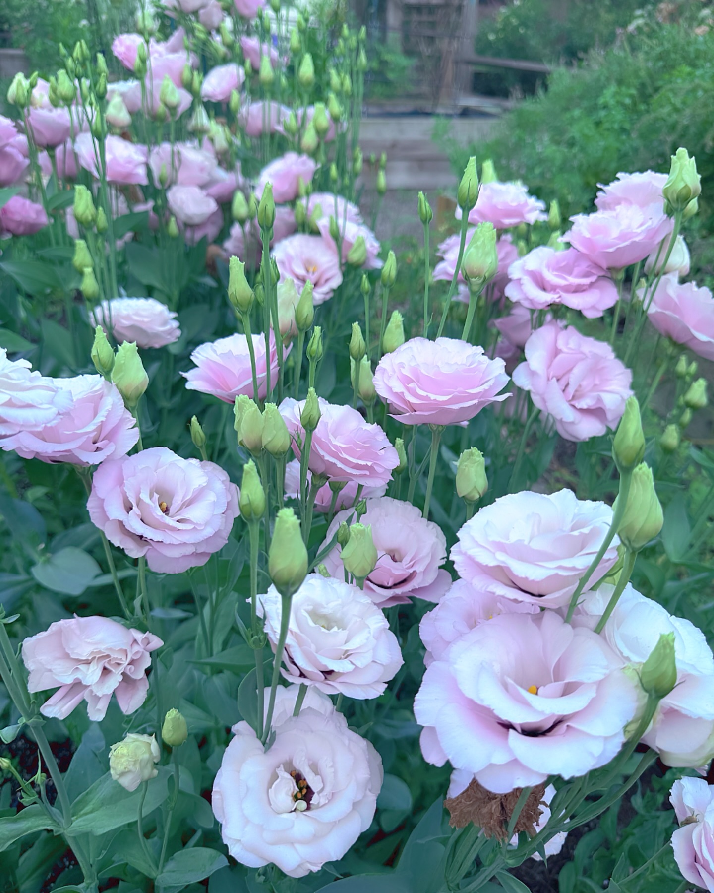 Lissies are always a reliable one for us every spring. Lots of blooms and excellent vase life! π©π»βπΎπ©π»βπΎπ©π»βπΎ #lisianthus #yourflowerfriend #farmgalflowers #farmerflorist #locallygrown #zone10a #floridaflowers #slowflowerssociety #freshlycut #instaflower #gardensofinstagram #freshfromthegarden #gardeninspiration #garden #gardenlove #freshlycut #growyourown #pinkflowers
