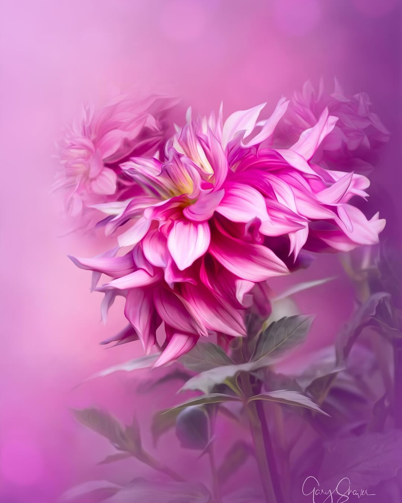 I met Gary, a photographer, in the market garden at @eastendmkt a couple of years ago. We got to talking and before long, heβs photographing the dahlias in my own garden! I love having artists over to photograph or paint our flowers! πΈπΈπΈ
Repost from @gshaver
β’
Enchanted Petals π #flowers #dahlia #pink #garden #farmgalflowers #locallygrown #garyshaverphotography #floridaflowers