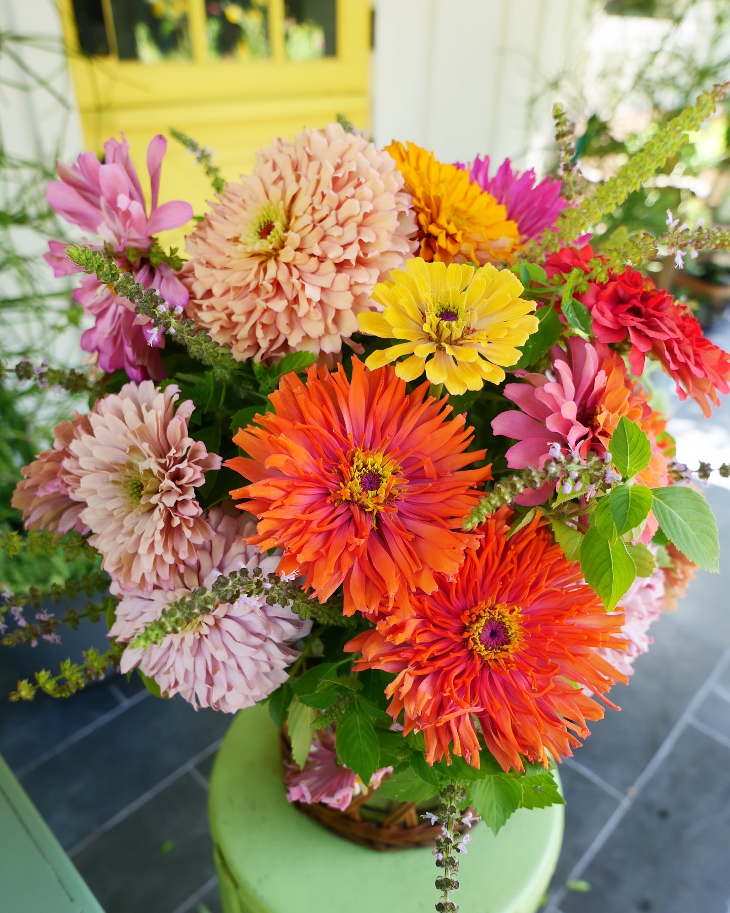 Iβve often told my students that you can grow and arrange something beautiful with just zinnias and basil! Start with these! They grow so well here! π©π»βπΎπ©π»βπΎπ©π»βπΎ #summerflowers #farmgalflowers #zinnias #slowflowerssociety #locallygrown #farmerflorist #zone10a #cutflowers #floraldesign #floridaflowers #flowerstagram #flowers #floraldesign #flowerarrangement #inmygarden #floridagrown #inthegarden #bouquet #inmygardentoday #growyourown #centerpiece #growyourown #basil #marthastewartsummer