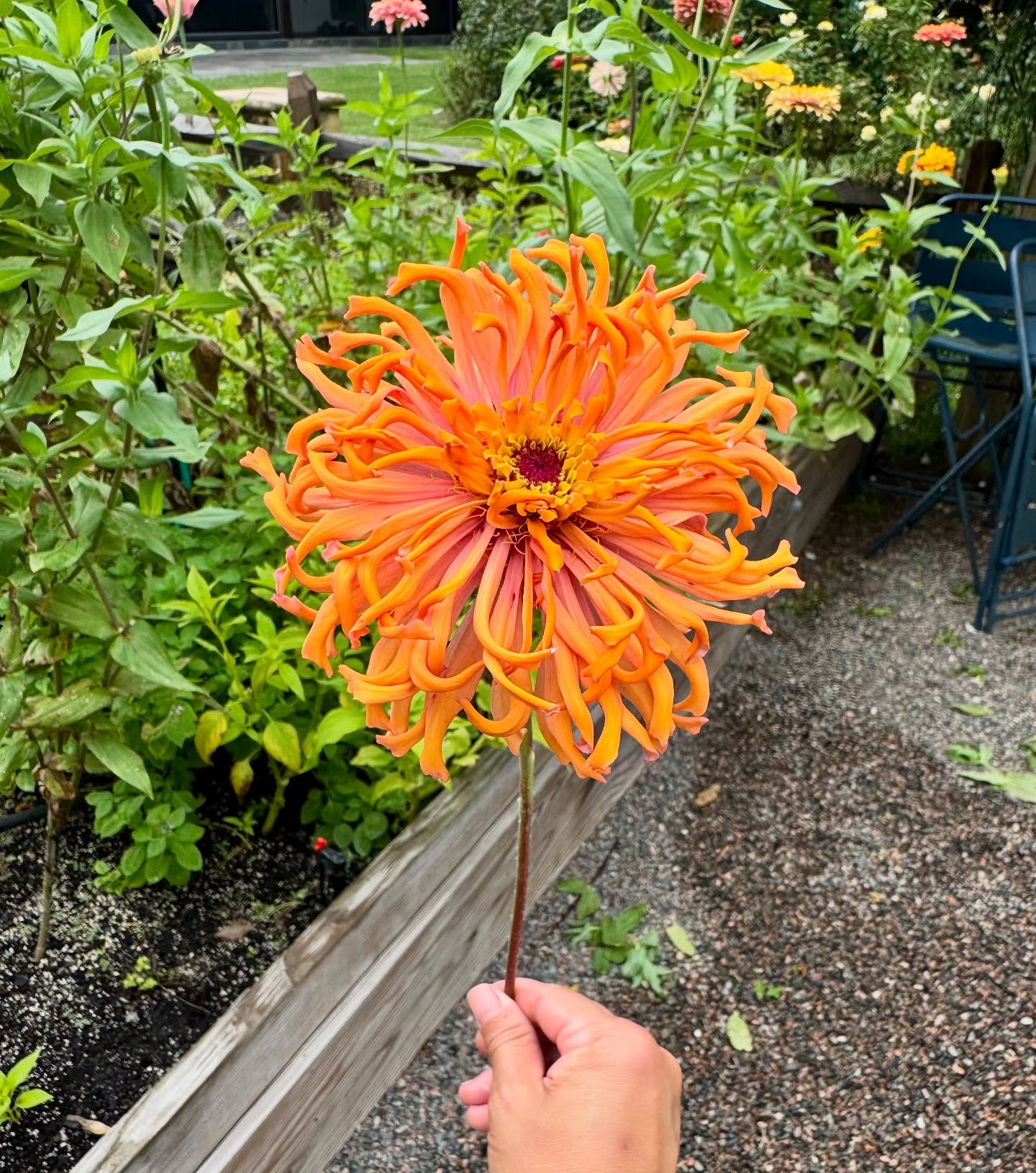 It is raining a lot here now which is not so great for the flowers. It makes me a little sad but I have to remind myself that we began sowing seeds in September LAST YEAR and havenβt stopped since then!
The Fall growing season will be here very soon and we have two cut flower workshops coming up at @leugardens and another at the @winterparklibrary ! Please join me and we can grow cut flowers in Florida together! π©π»βπΎπ©π»βπΎπ©π»βπΎ #johnnyseeds #summerflowers #farmgalflowers #slowflowerssociety #locallygrown #farmerflorist #zone10a #zinnias #growyourown #cutflowers #floraldesign #floridaflowers #flowerstagram #flowers #floraldesign #flowerarrangement #inmygarden #floridagrown #bouquet #inmygardentoday