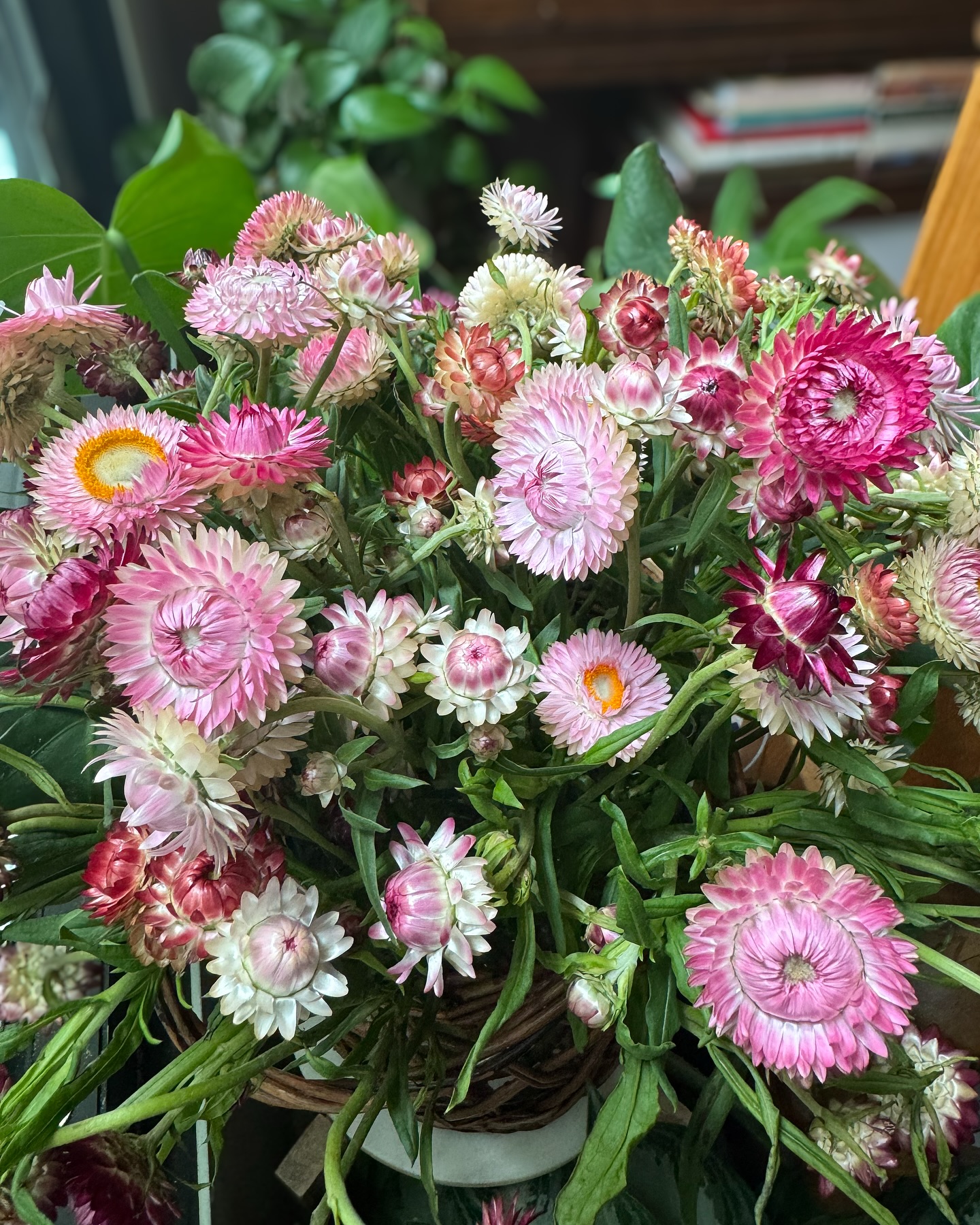 Strawflower always πππ #loveorlando #farmgalflowers #farmerflorist #flowergarden #strawflower #freshlycut #zone10a #restaurantflowers #centerpiece #slowflowerssociety #instaflower #instaflowerpics #pinkflowers