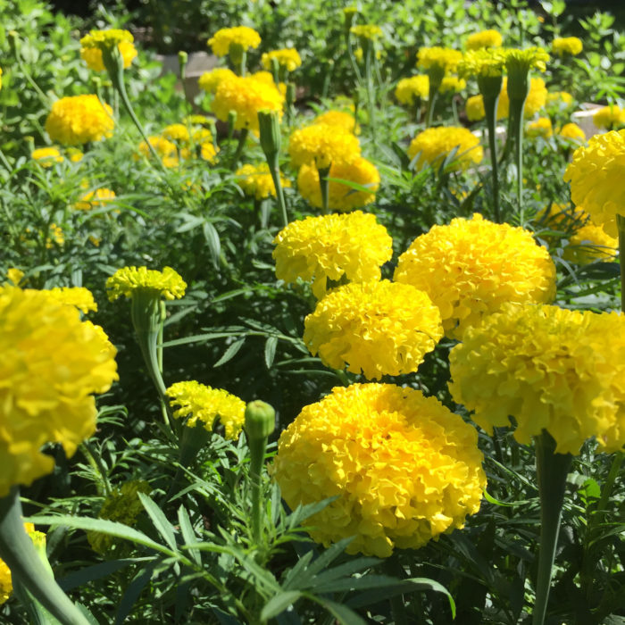 Marigold