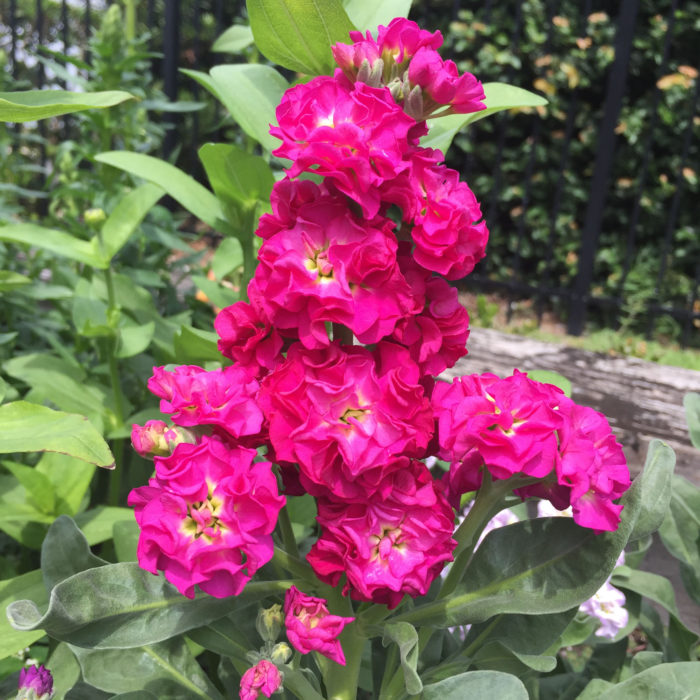 Pink Flowers